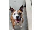 Adopt Shelly a Mixed Breed