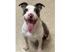 Adopt Violet a Mixed Breed, Catahoula Leopard Dog