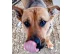 Adopt Rosie - Urgent a German Shepherd Dog, Mixed Breed