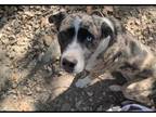 Adopt Bella a Australian Shepherd