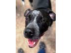 Adopt James a German Shorthaired Pointer