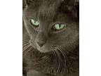 Adopt Yang a Russian Blue, Domestic Short Hair