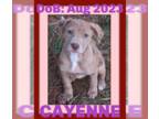 Catahoula Leopard Dog Mix DOG FOR ADOPTION RGADN-1137969 - CAYENNE - Catahoula