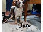 Adopt Chico a Terrier