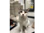 Adopt Griff a Tabby