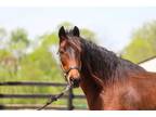 Adopt Sparrow a Tennessee Walker