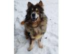 Adopt Zeus a Siberian Husky