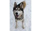 Adopt Rocky a Siberian Husky