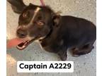 Adopt Captain a Labrador Retriever, American Bully