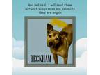 Adopt Beckham a German Shepherd Dog, Black Mouth Cur