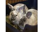 Adopt Gus & Cleo - Bonded Pair a Harlequin
