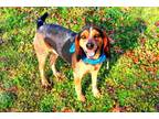 Adopt Drew a Hound, Beagle