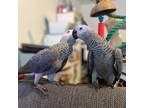 GH African Grey Parrots Birds