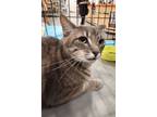 Adopt Mr Grey a Tabby