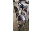 Adopt RICHMAN - blue Boston Terrier - Adopted!! a Boston Terrier