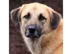 Adopt Austin a Anatolian Shepherd, Great Pyrenees