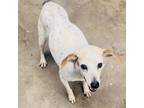 Adopt Winston a Jack Russell Terrier