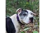 Adopt Moose a Pit Bull Terrier