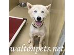 Adopt Samson a Siberian Husky