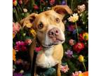 Adopt Clyde a American Staffordshire Terrier, Labrador Retriever