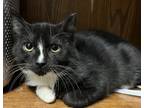 Adopt CHOPPER a Domestic Short Hair