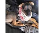 Adopt Guinness a German Shepherd Dog, Doberman Pinscher