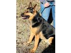 Adopt Loki a German Shepherd Dog