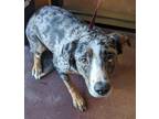 Adopt Cowboy a Catahoula Leopard Dog, Australian Cattle Dog / Blue Heeler