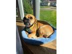 Adopt Pickles a Puggle