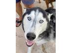 Adopt Zeus a Siberian Husky