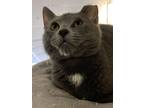 Adopt Wyatt a Domestic Short Hair