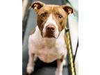 Adopt Sampson a Terrier, Labrador Retriever