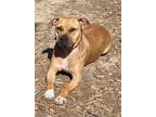 Adopt Bubba a American Staffordshire Terrier