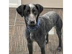 Adopt Eric a German Shorthaired Pointer, Australian Cattle Dog / Blue Heeler