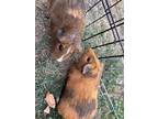 Adopt Toastie+Kokonut a Guinea Pig