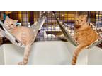 Adopt Cheddar and Havarti a Oriental Short Hair