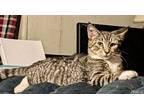 Adopt Thomas a Domestic Short Hair