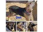 Adopt Doc a Australian Cattle Dog / Blue Heeler, Mixed Breed