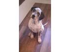 Adopt Grumpy a Australian Cattle Dog / Blue Heeler, Mixed Breed