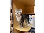 Adopt Mello a Domestic Short Hair