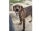 Adopt Jake a Plott Hound