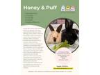 Adopt Honey and Puff a Lionhead