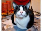 Adopt Cash a American Shorthair