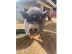 Adopt Princess Delilah *located in San Diego a Pot Bellied