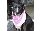Adopt **Della-NEW PICS!!!!!** a Labrador Retriever, Terrier