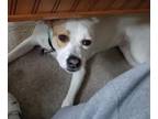 Adopt Luci a Labrador Retriever, Jack Russell Terrier