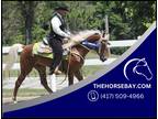 Chestnut Gaited Tennessee Walking Trail and Show Horse - Available on