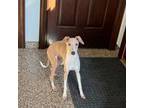 Italian Greyhound Puppy for sale in Nappanee, IN, USA