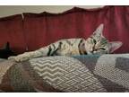 Adopt Carla a Tabby