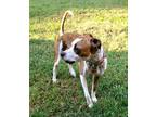 Adopt Luna a Brindle - with White Boxer / Pit Bull Terrier dog in Barnesville